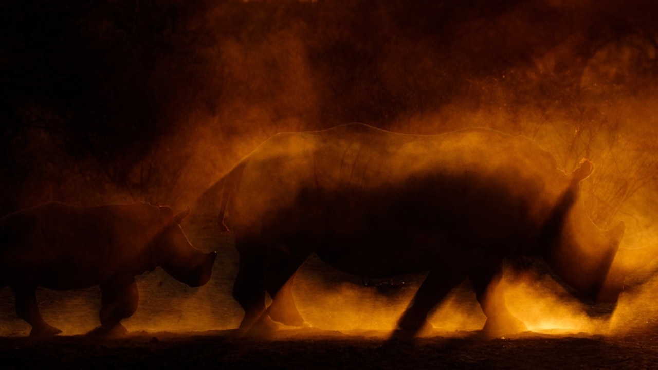 British photographer James Gifford captured a mother rhino and her calf silhouetted against the setting sun in Botswana. Picture: James Gifford Africa Geographic Photographer of the Year 2021