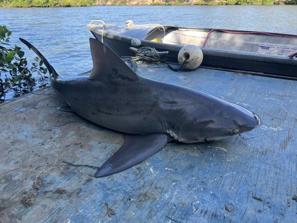 Update on woman after bull shark attack at Gunyah Beach, Bundeena ...