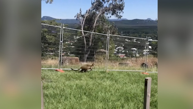 'Great Wall of Coolum' sparks neighbourhood chaos