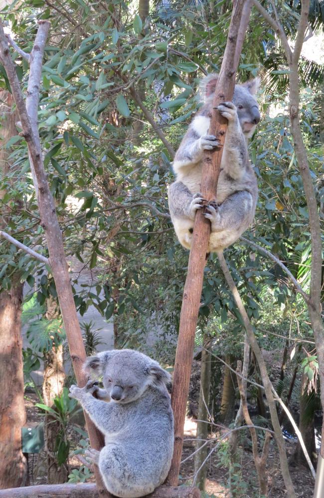 A pair of koalas chilling out. Photo: Kristy Muir