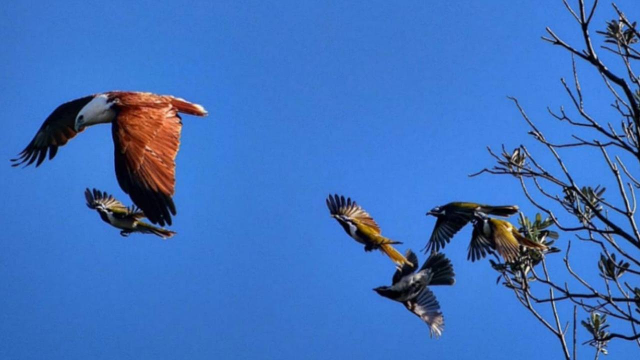 Thanks to Amanda Gill Williams for this shot a sea eagle being pestered by much smaller birds. Coffs cover image.