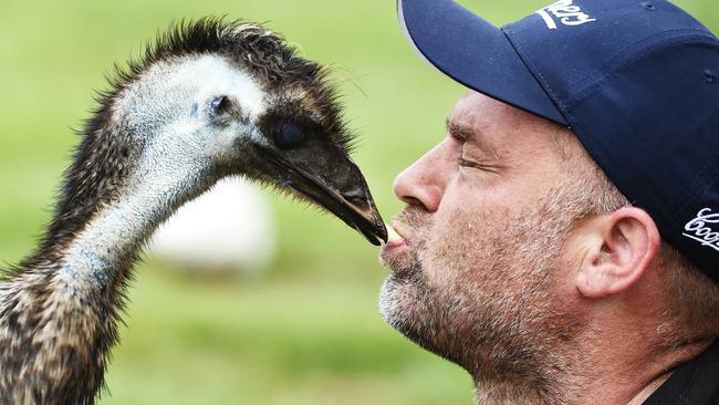 Berry Spring Tavern owner Ian Sloan feeds Steve the emu at the Tavern in 2018. Picture: Keri Megelus