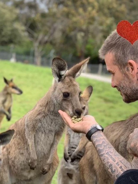 Feeding frenzy! Picture: Instagram/@davidbeckham