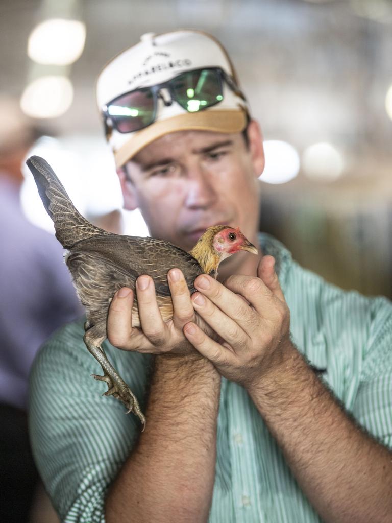 Jack Porter judges this Modern Game Bantam. Picture: Nev Madsen.