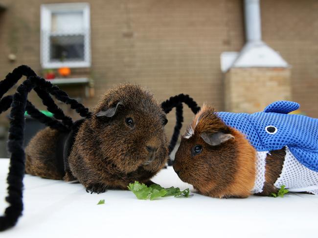 Guinea pig costumes Penrith | Daily Telegraph