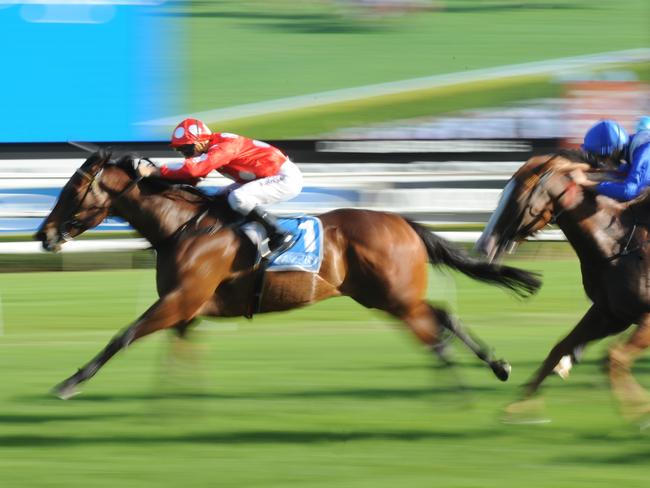 Tempo will be a key factor in the chances of Bachman on Saturday. Picture: Simon Bullard