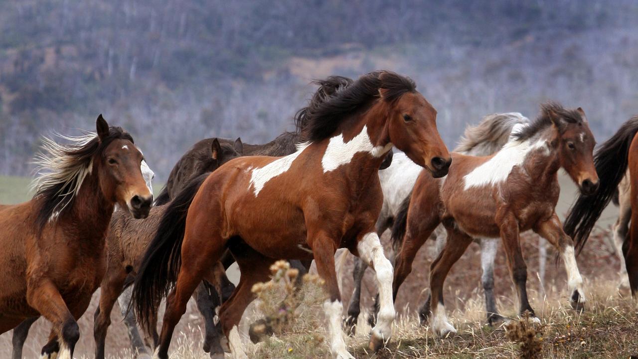 Parks Victoria Sets Up For Brumby Cull: Aerial And Ground Shooting ...