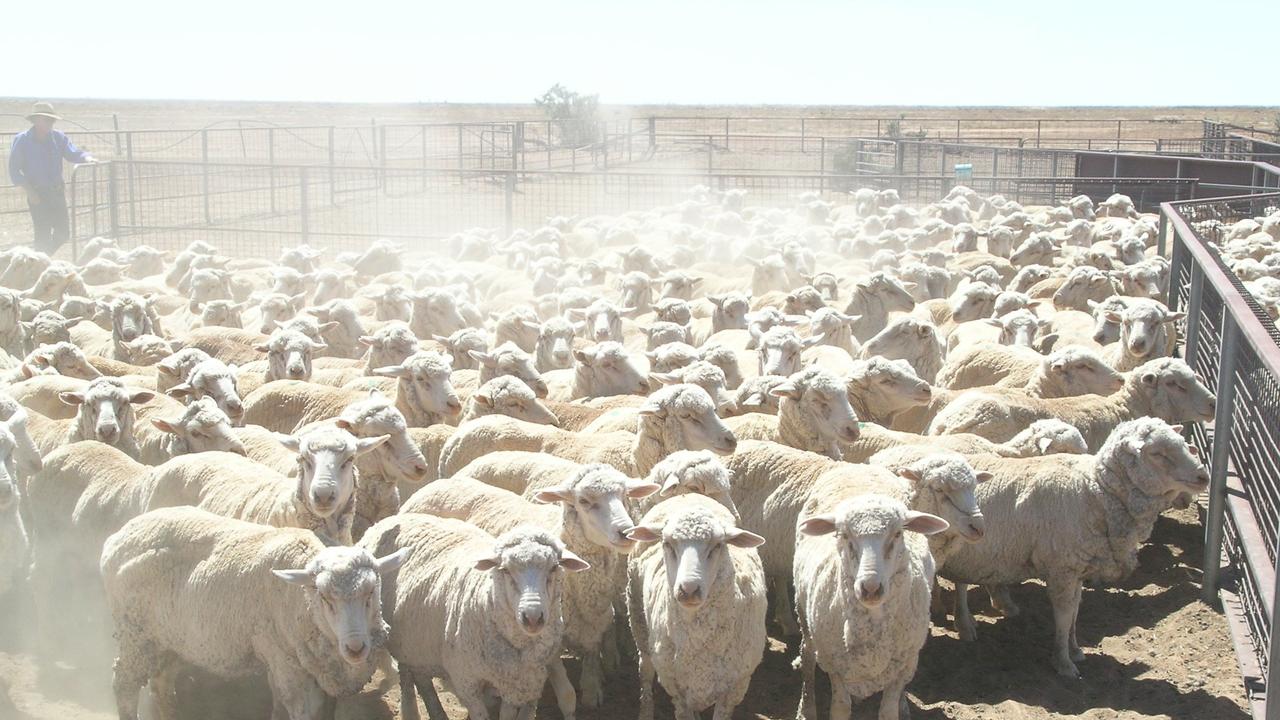 ‘Right thing to do’: Pain in mulesing stance