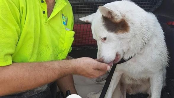 Lucky escape: Fonzy the pet dog went missing after a man allegedly tried to set fire to the dog in Bethania last month.