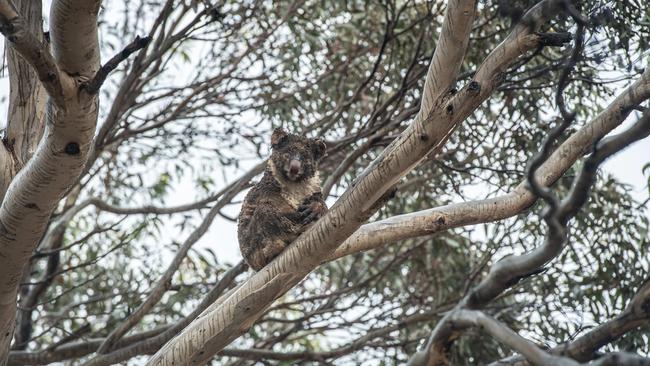 A koala on Birchmore Rd near Seal Bay on Kangaroo Island. Picture: Brad Fleet