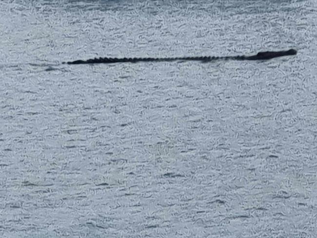 A member of the public submitted this photo of a crocodile at Airlie Beach to the Department of Environment and Science. Picture: Contributed