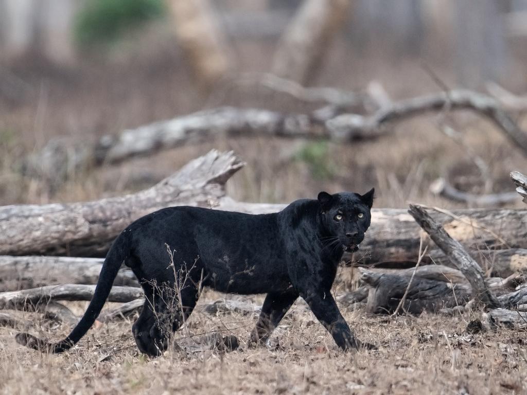 A wild black panther in its natural habitat in the Nagarhole Tiger Reserve, India.