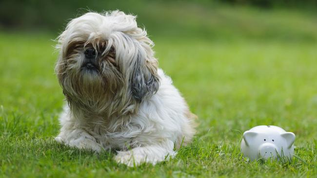 Pet owners are seeking savings as the cost of living bites. Picture: iStock