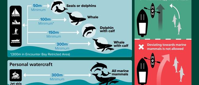 Respect marine mammals and help keep them safe. Always keep at least 100m away from a whale, or 50m from a dolphin. Special restrictions apply when a calf is present.