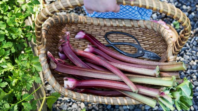 Picked rhubarb.