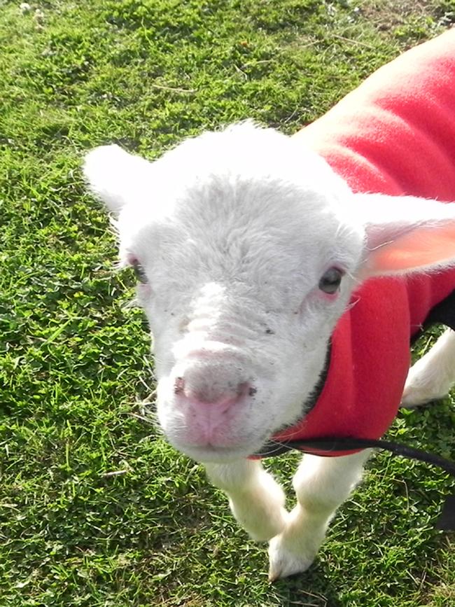 Babe rode on her owner’s lap on the ride-on mower when she was a baby.