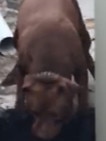 The chocolate staffy believed to be behind the horror attack. Picture: supplied