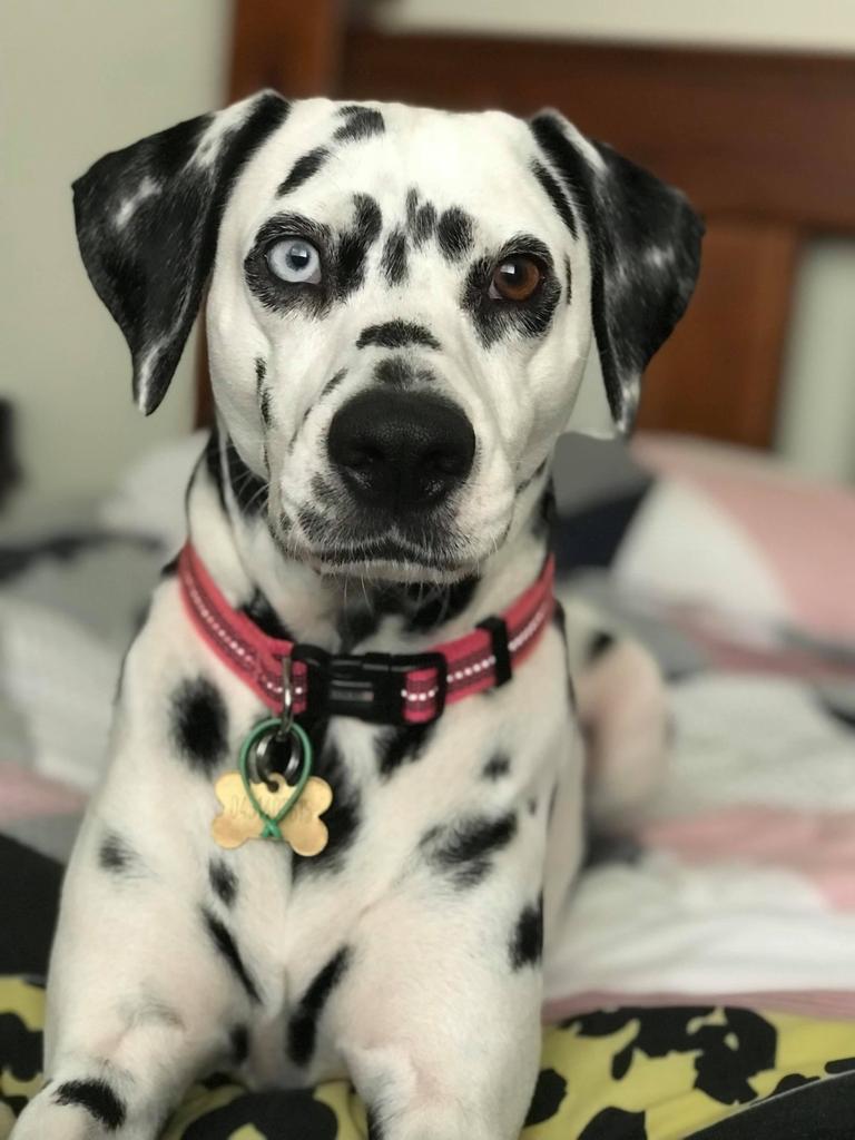 Pippa is a stunning pure bred Dalmatian. She loves her family but most importantly her walks. Pippa has her own couch in the house as she is the boss. Pippa is smart and caring, she is by your side in sickness and in health. Picture: Claire Bridges