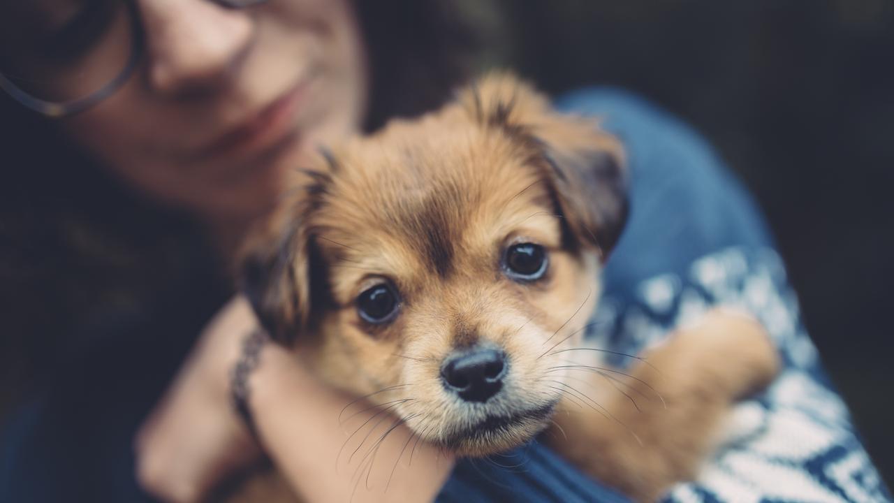 Teenager girl holding a cute puppy