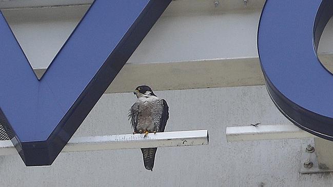 The Surfers Paradise Falcon on top of the Novotel. Picture: Tertius Pickard