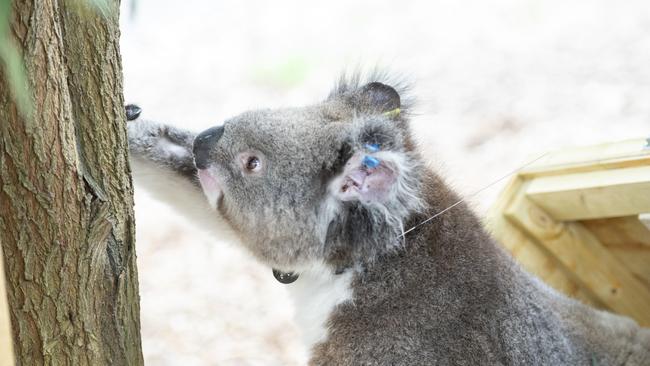 Koalas that were severely injured in Victoria’s devastating bushfires last summer have returned to the wild. Picture: Supplied