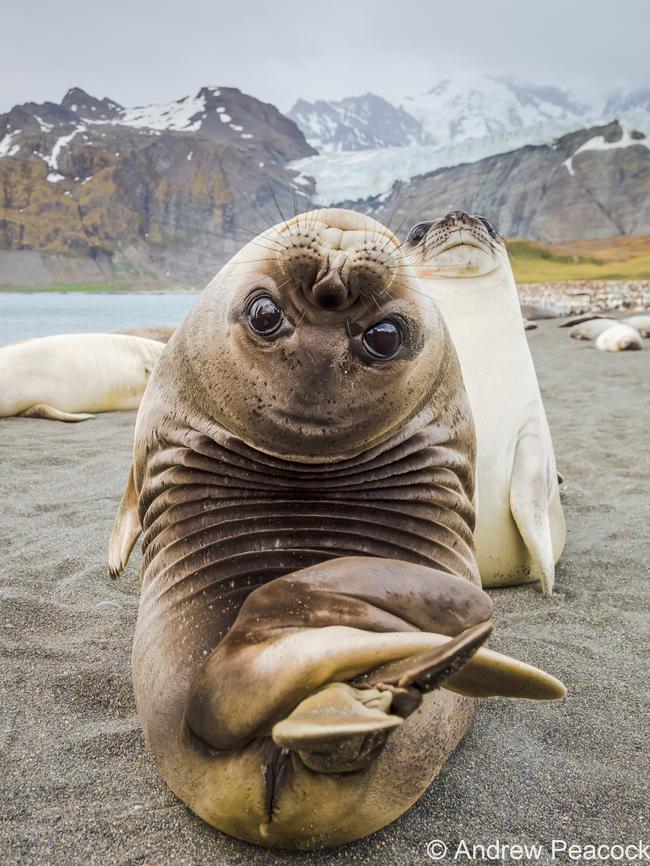 Weaner portrait – Southern elephant seal (Mirounga leonina), Gold Harbour, South Georgia Island, Antarctica. Picture: Andrew Peacock. 2023 Australian Geographic Nature Photographer of the Year competition.