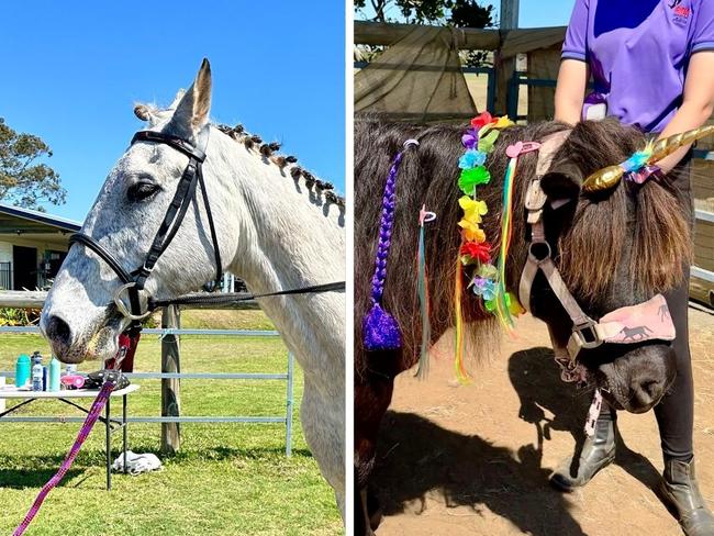 ‘They deserve better’: Therapy horses traumatised by roaming dogs