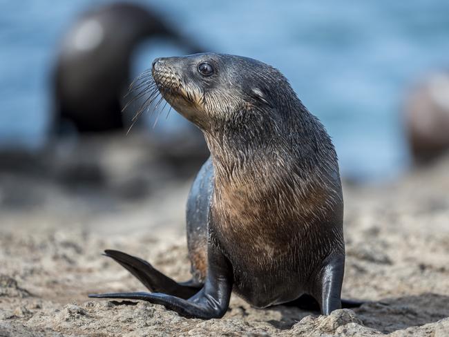 Phillip Island Nature Parks personnel make a trip to Seal Rocks State Fauna Reserve to survey and rescue seals from entanglements caused by fishing nets and fishing line. Picture: Jake Nowakowski.