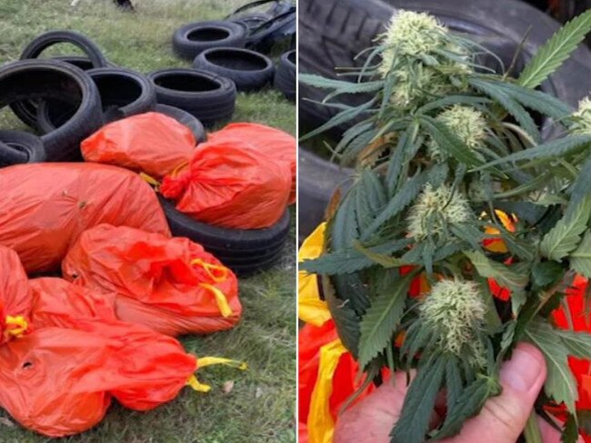 A large cannabis crop was discovered by former NT politician John Elferink, stuffed into seven garbage bags in South Australia. Credit: 7 NEWS