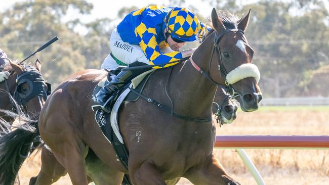 Tallingas Prince can produce back-to-back wins when he steps up to 2400m at Swan Hill on Tuesday. Picture: Racing Photos via Getty Images.