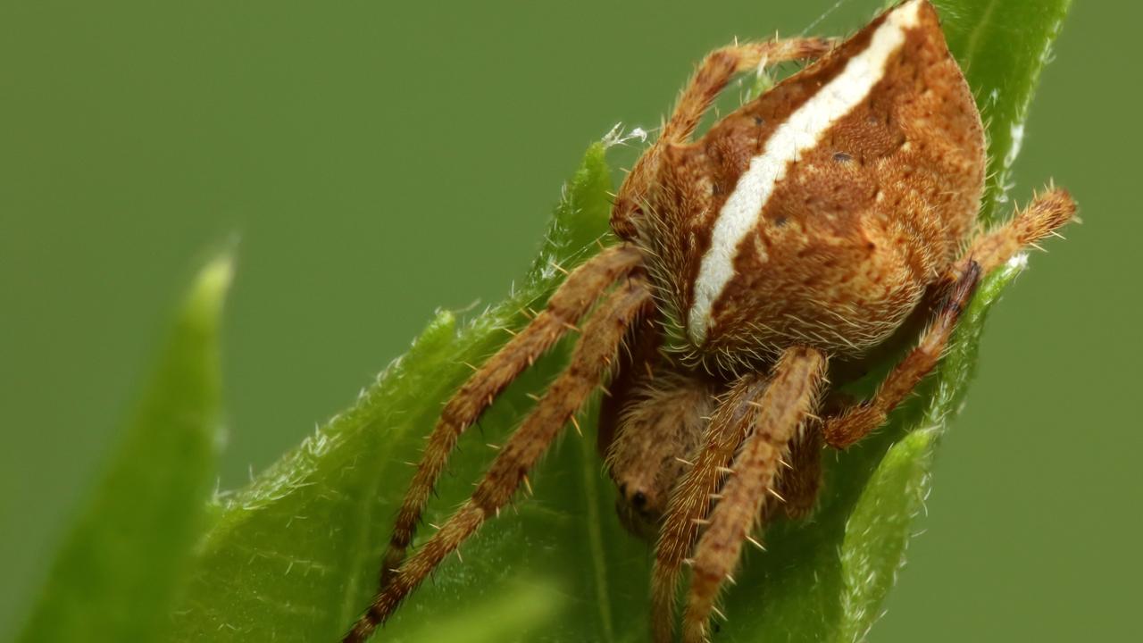 Garden orb weaver spider. As weather heats up and rainfall increases, now is the perfect time to capture a glimpse of these creatures. Picture: John Grainger