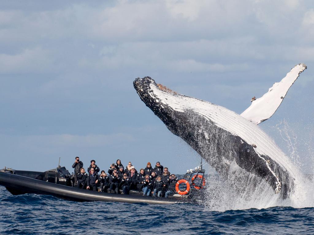 The breaching whale got extremely close to the boat. Picture: Simon Millar/Go Whale Watching/Caters News