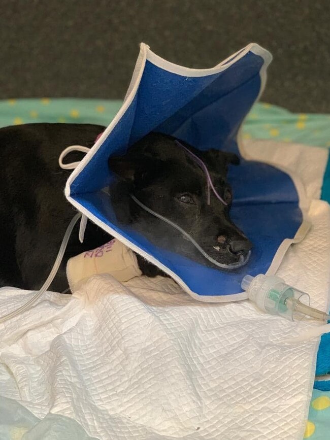 Henrietta, aka Henry, the kelpie cross, in intensive care at the Animal Emergency Service in Underwood after surviving a house fire on Saturday. Picture: AES