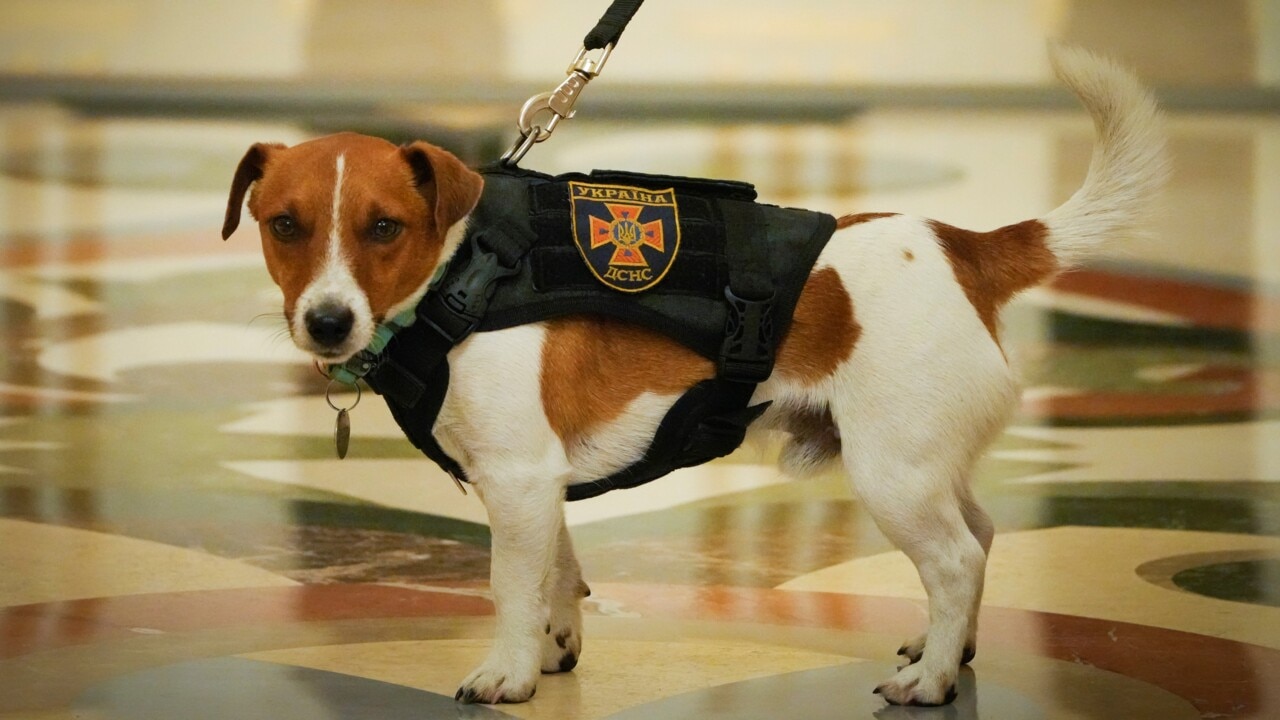 ‘A symbol of canine Ukrainian resistance’: Bomb-sniffing dog awarded medal