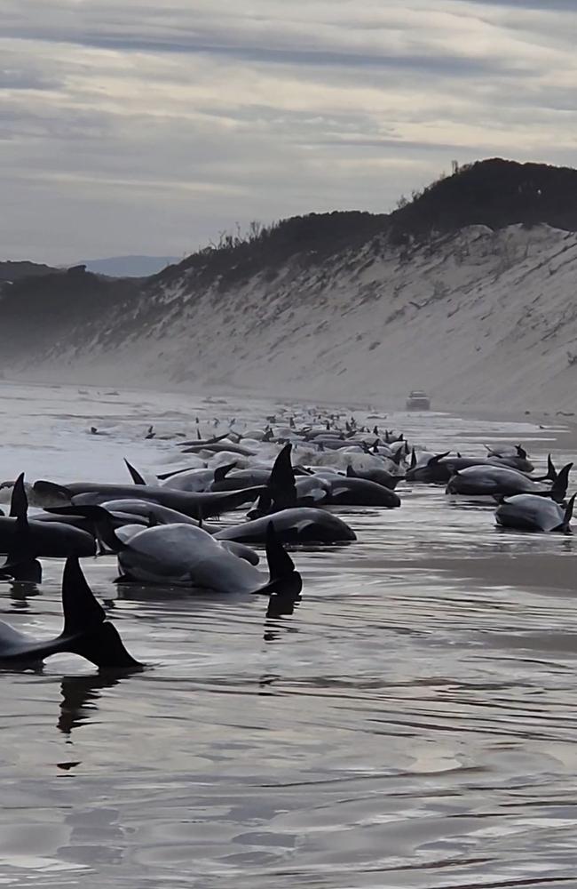 STRAHAN, AUSTRALIA - SEPTEMBER 21: In this handout image provided by Huon Aquaculture, whales are seen beached along the shoreline on September 21, 2022 in Strahan, Australia. Hundreds of whales pilot have become stranded at Macquarie Harbour on Tasmania's west coast in a mass stranding event. (Photo by Huon Aquaculture via Getty Images)