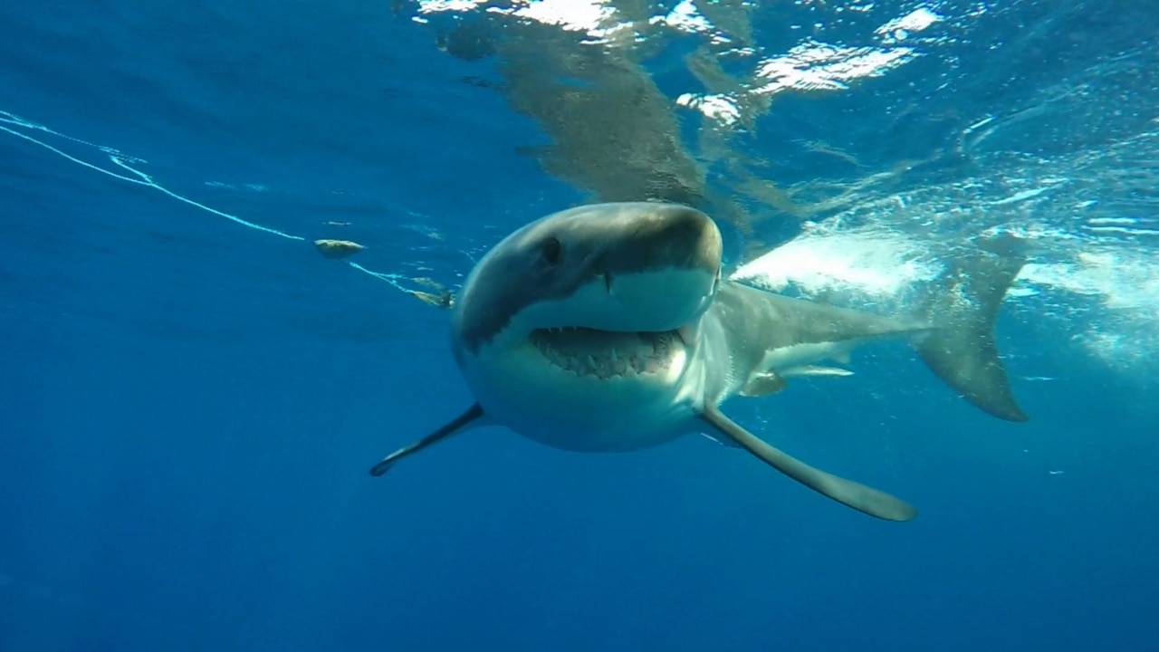 Qld mayors push back against removal of shark drum lines