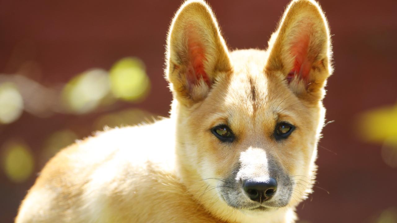 Researchers find dingoes are not dogs | KidsNews