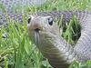 ‘They’ll climb’: Expert’s scary snake warning