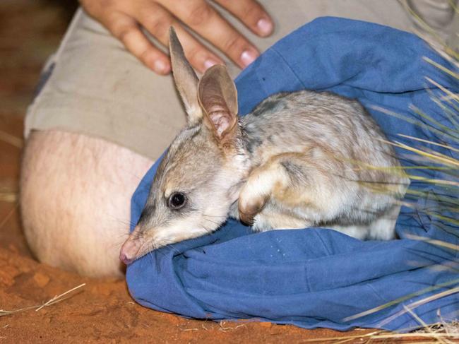 Newhaven Bilby release -  Newhaven Bilby Release - Aleisha Dodson, Australian Wildlife Conservancy Field Ecologist with a Bilby being released into Newhaven.  Picture - Brad Leue