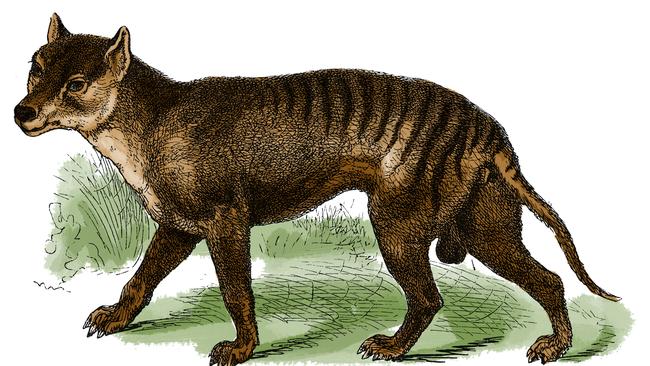 Tasmanian Tigers Are Extinct. Why Do People Keep Seeing Them
