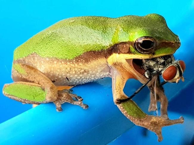 Katrina Stewart took this photo of a tiny tree frog struggling to eat a fly, little smaller than itself.