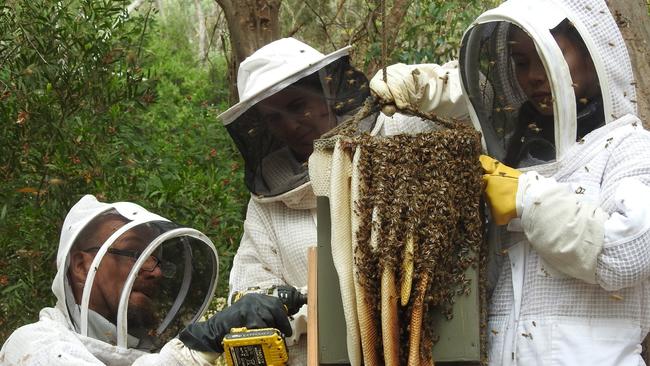 Adelaide Honey Farms beekeepers capture a feral European honeybee hive in a nest box. Credit: Adelaide Honey Farms