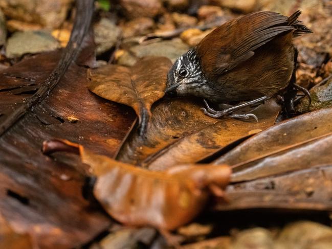 The listening bird by Nick Kanakis, USA Winner, Behaviour: Birds Nick Kanakis gains a glimpse into the secret life of wrens.