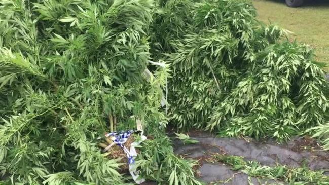 Police target cannabis crops across Northern NSW