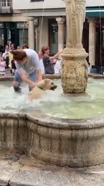 Owner struggles to get pup out of fountain