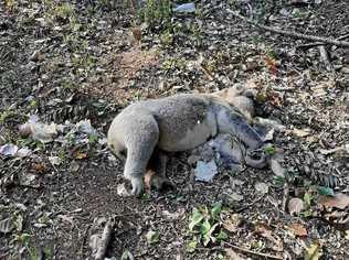 TRAGEDY: The deceased male koala was found on Tuesday on Granuaille Road in Bangalow. Picture: Contributed