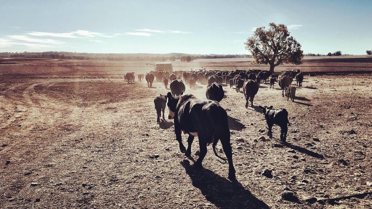 What remained of Margy Perkuhn’s herd before she finished destocking in July.