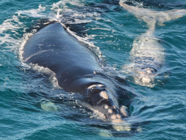 Couthern Right whales do not have a dorsal fin like humpbacks.