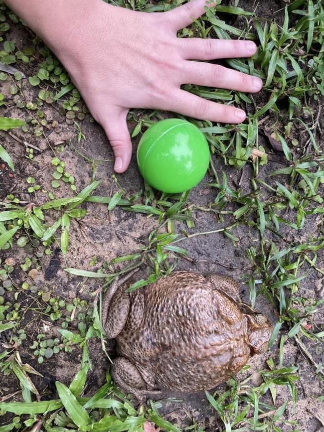 Virginia resident Claudee Rowe found this "toadally disgusting" cane toad under her trampoline. She estimated it's the size of a serving plate. Picture: Claudee Rowe