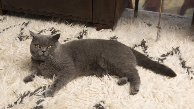 <b>Pudge the cat: </b>Before we bought our house, we were renting an apartment so we opted for a cat and thought we would get a dog when we had a backyard. We got Pudge, a British Blue, and he is awesome. He is honestly just like a dog.